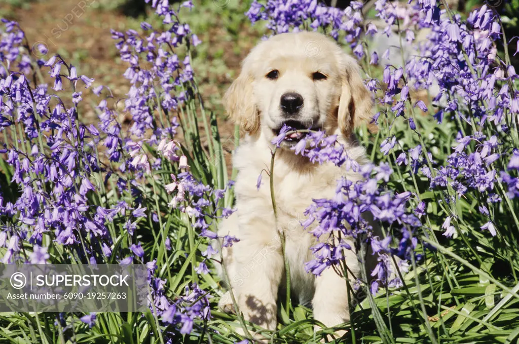 Golden Retriever puppy in flowers