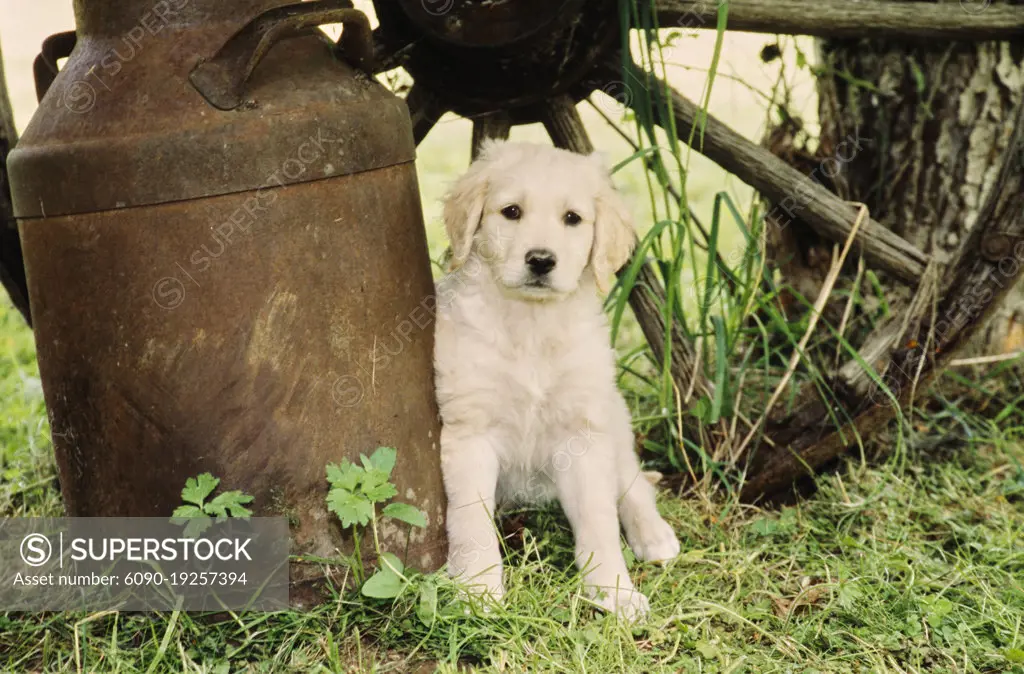 Golden Retriever puppy in front of wagon wheel