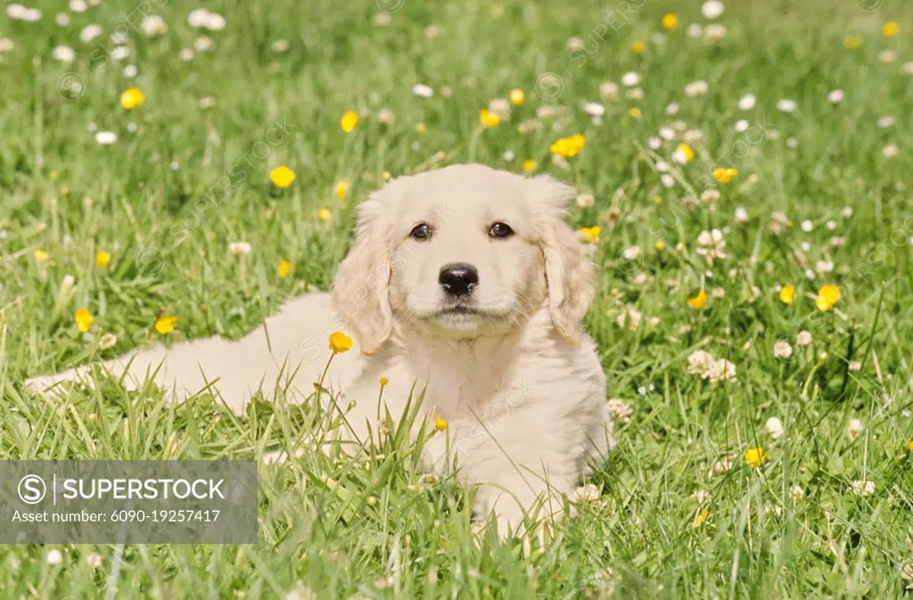 Golden Retriever puppy in grass with flowers