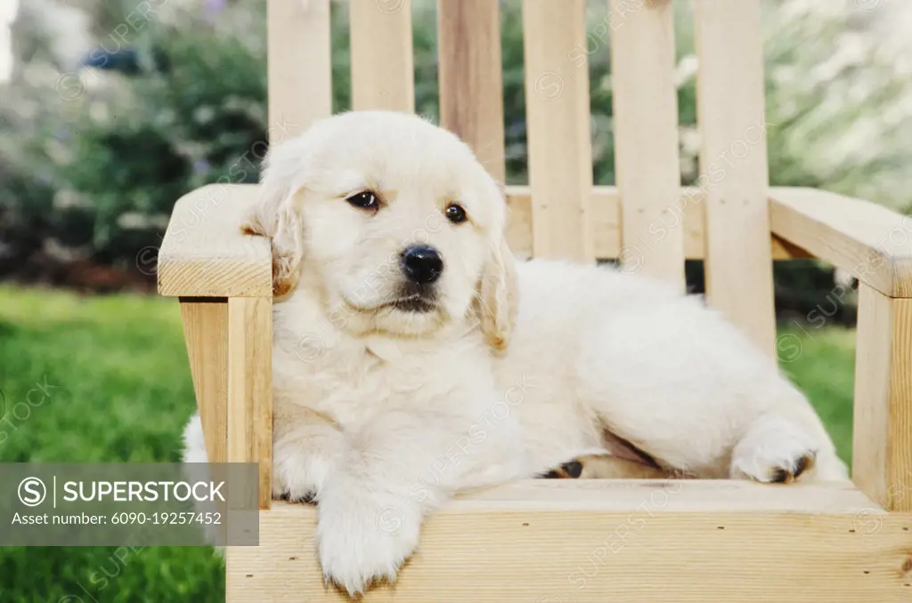 Golden Retriever puppy in chair