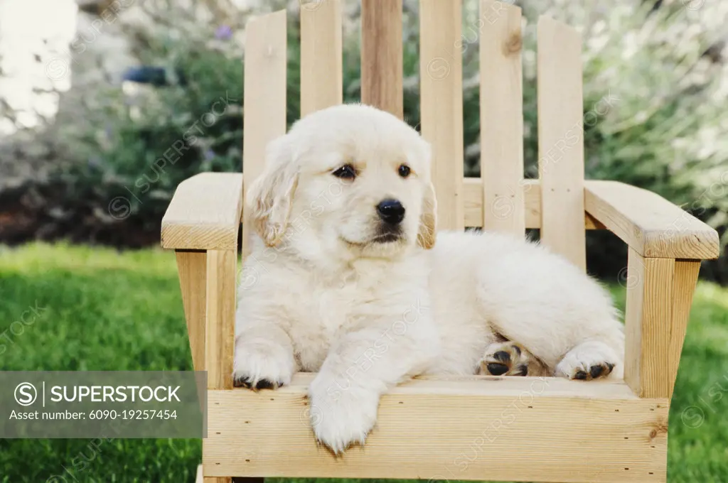 Golden Retriever puppy in chair