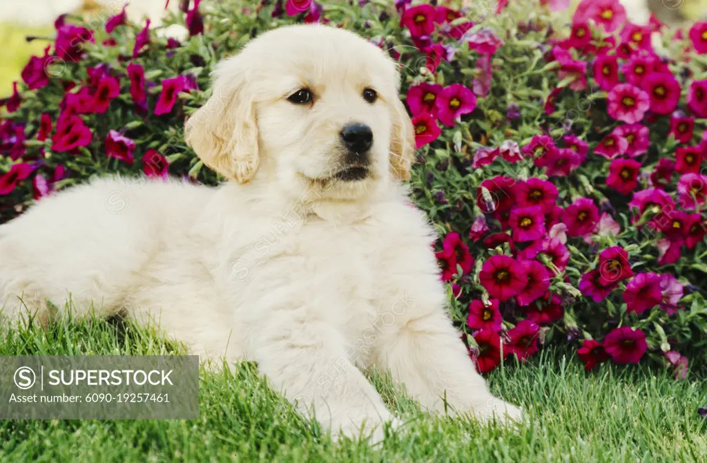 Golden Retriever puppy in grass in front of flowers