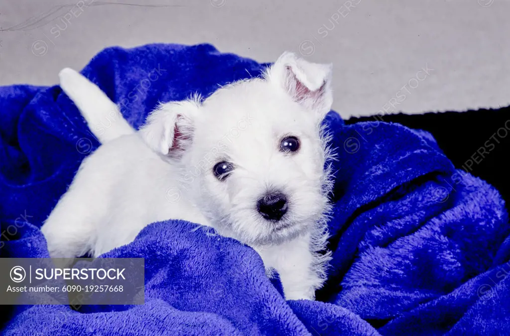 West Highland White Terrier puppy on blue blanket