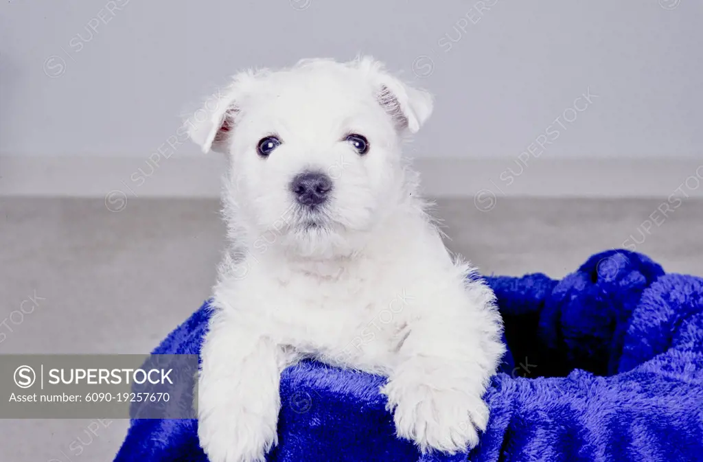 West Highland White Terrier puppy on blue blanket