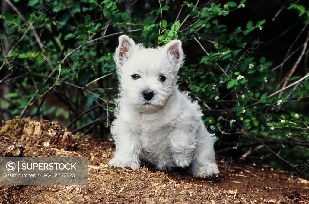 West Highland White Terrier puppy sitting on tree stump