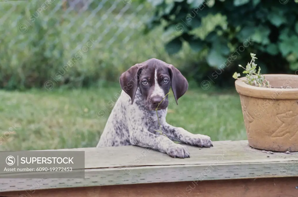 German Short Haired Pointer puppy outside in grass raised up with front paws on wood railing