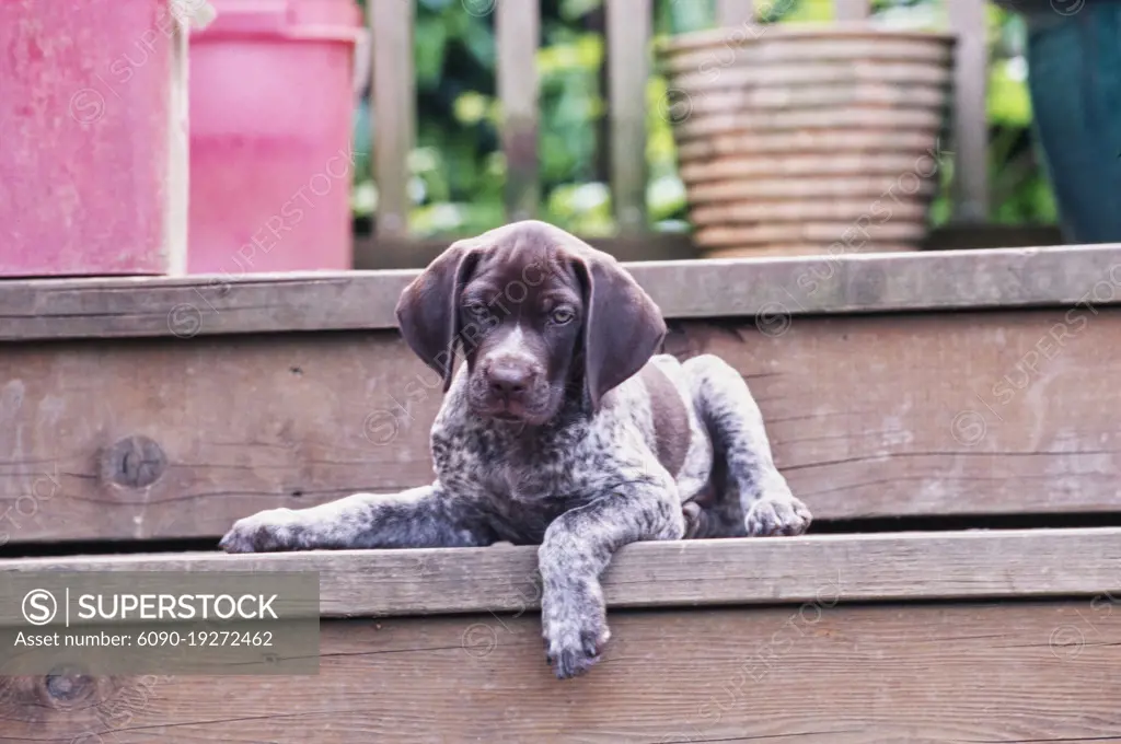 German Short Haired Pointer puppy laying outside on wooden deck steps