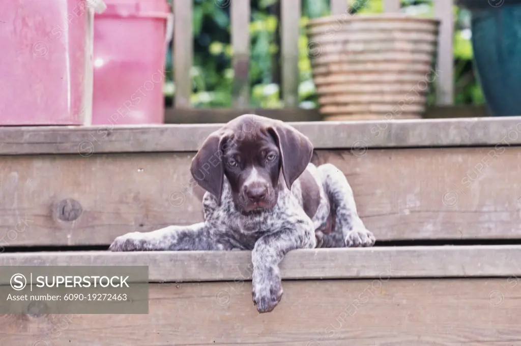 German Short Haired Pointer puppy laying outside on wooden deck steps