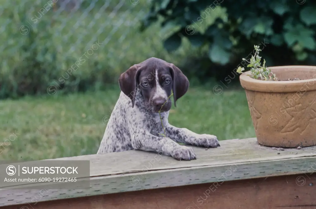 German Short Haired Pointer puppy outside in grass raised up with front paws on wood railing