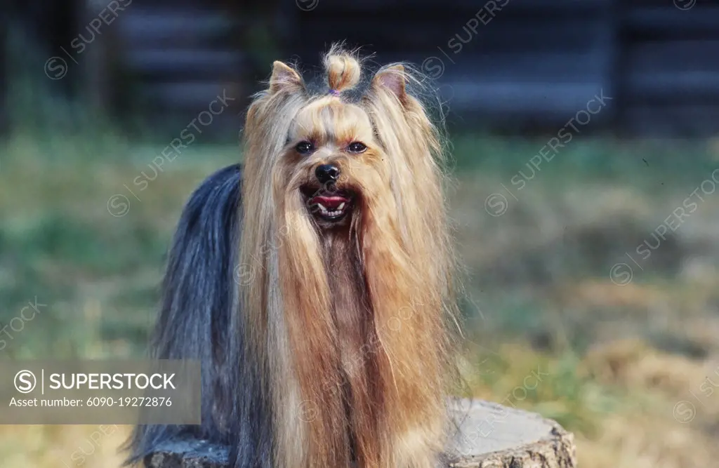 Long best sale yorkie hair