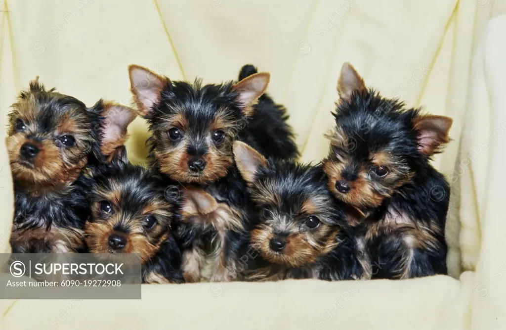 Yorkie puppies on white background