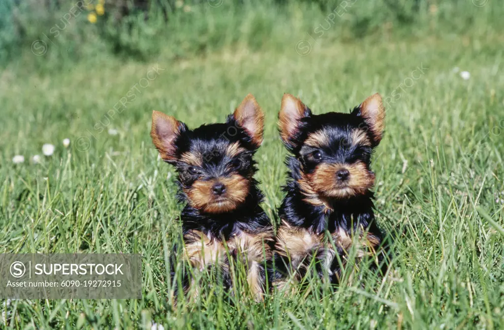 Yorkie puppies in grass