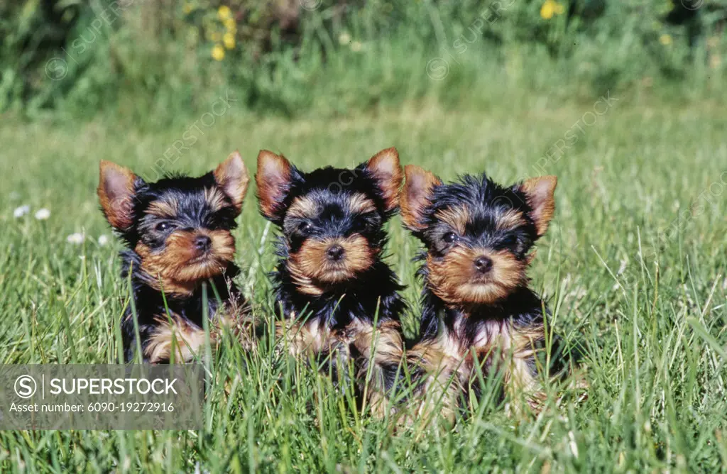 Yorkie puppies in grass