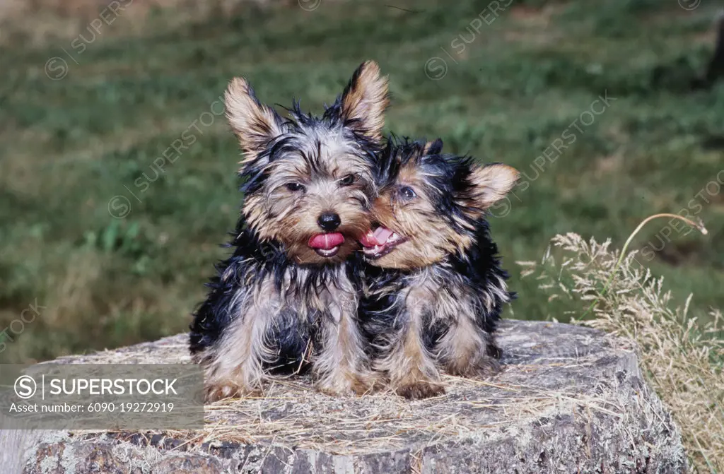 Yorkie puppies on stump