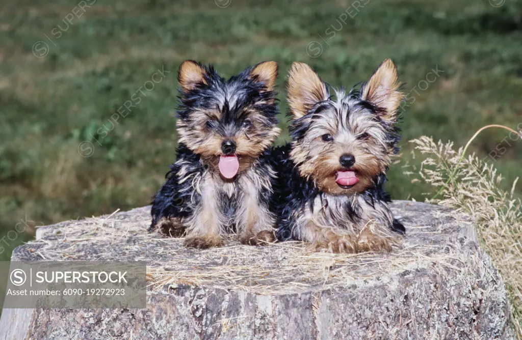 Yorkie puppies on stump