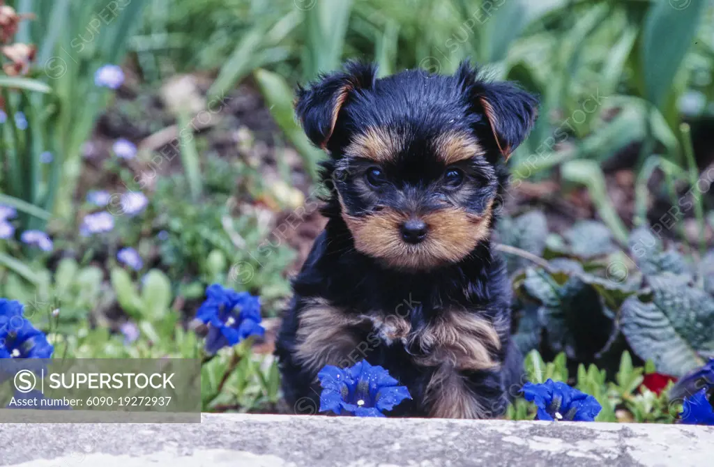 Yorkie puppy in grass