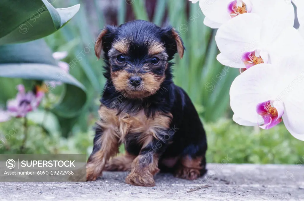 Yorkie puppy in yard