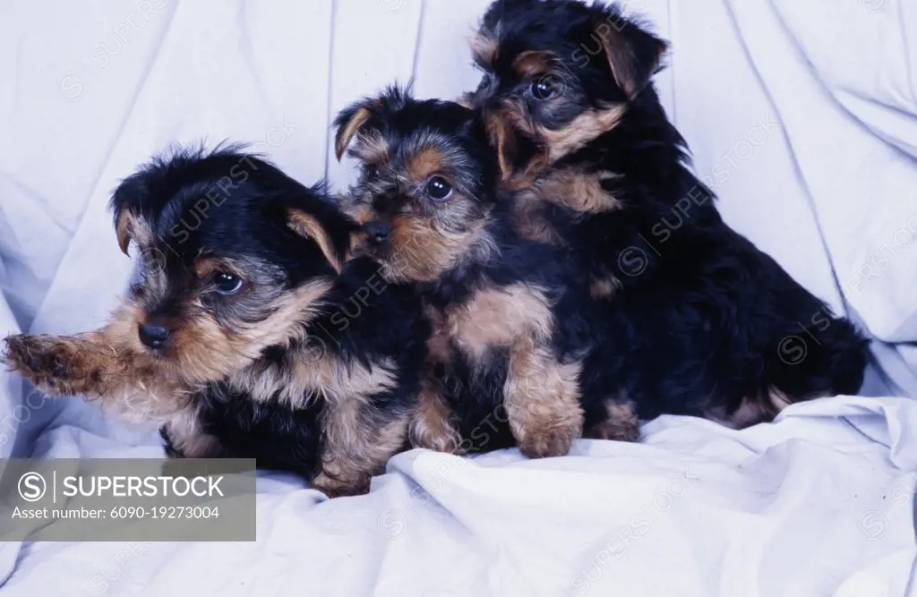 Yorkie puppies on white background