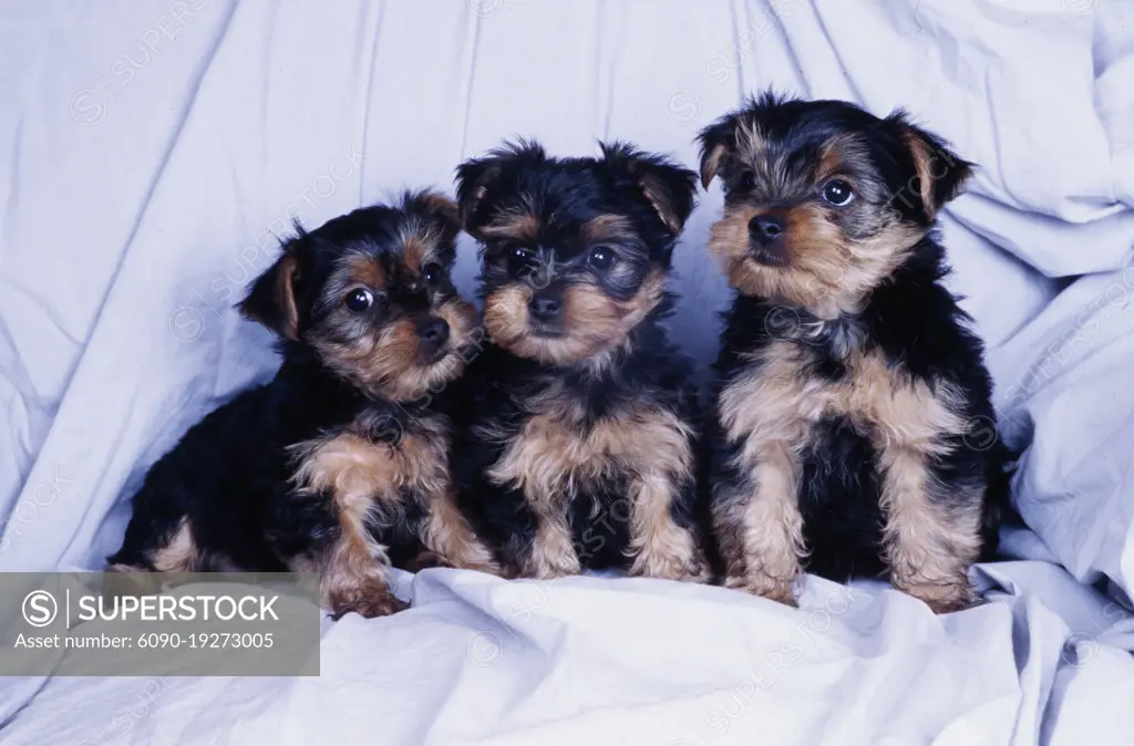 Yorkie puppies on white background