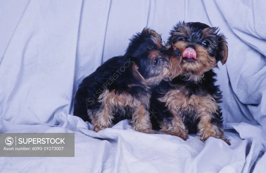 Yorkie puppies on white background