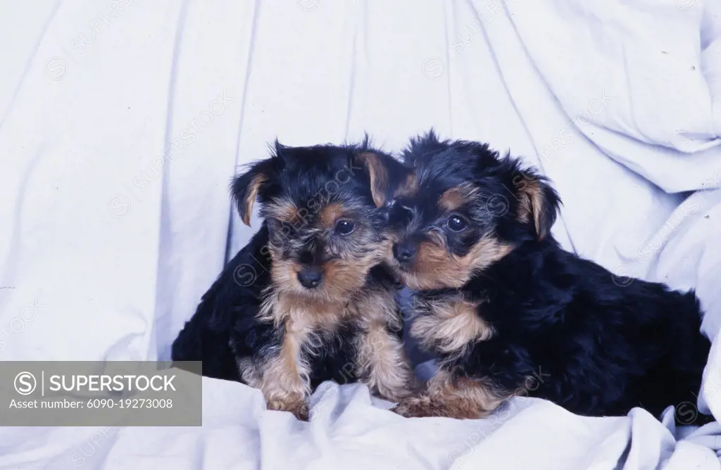 Yorkie puppies on white background