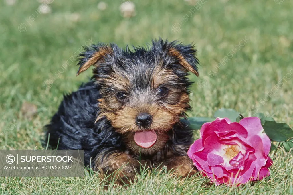 Yorkie puppy in grass with flower