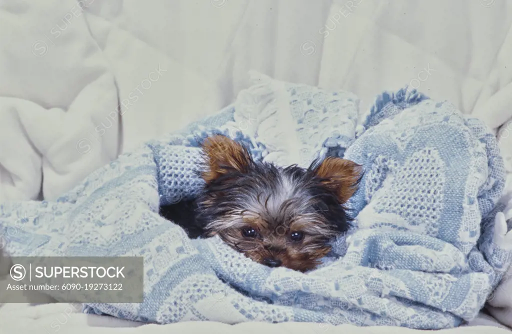 Yorkie puppy on pillow