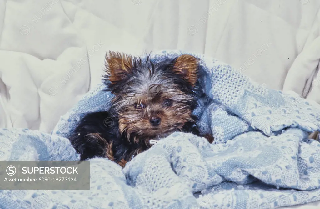 Yorkie puppy on pillow