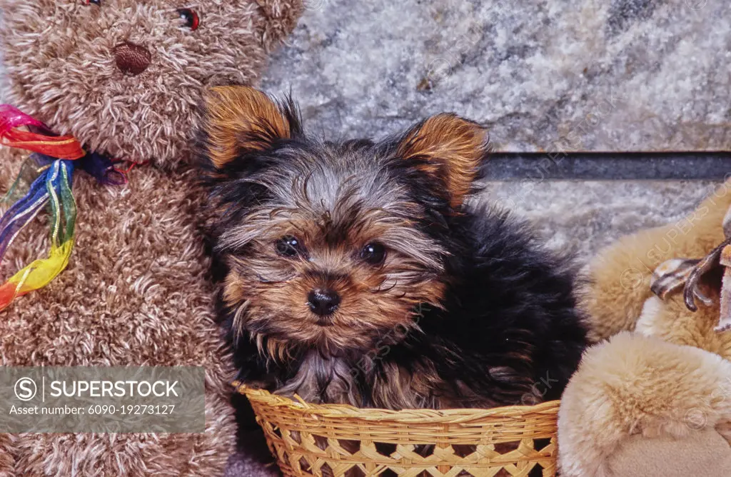 Yorkie puppy in basket with stuffed animals