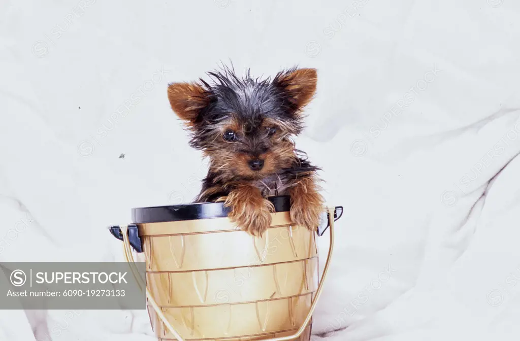 Yorkie puppy in bucket