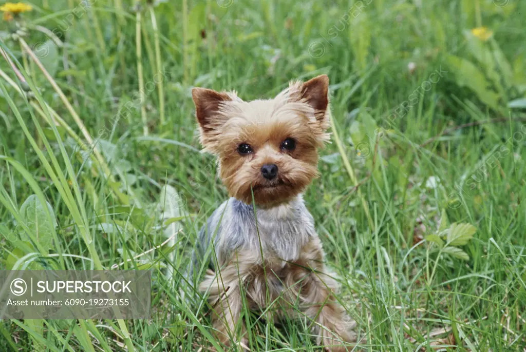 Yorkie puppy in grass