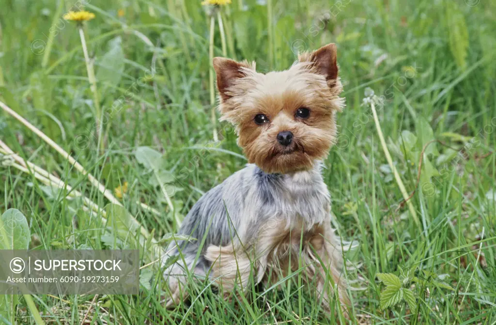 Yorkie puppy in grass