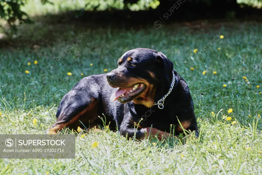 Yellow rottweiler sales