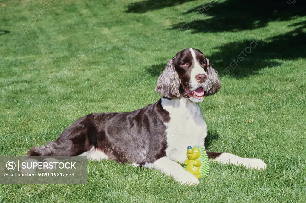 Toy english 2024 springer spaniel