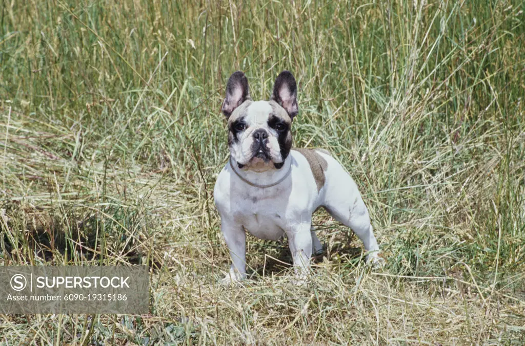 Tall best sale french bulldog