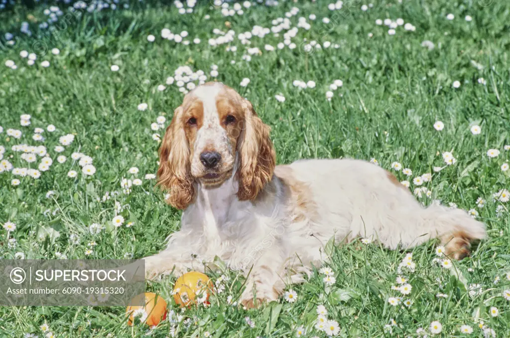 Cocker spaniel orange and hot sale white