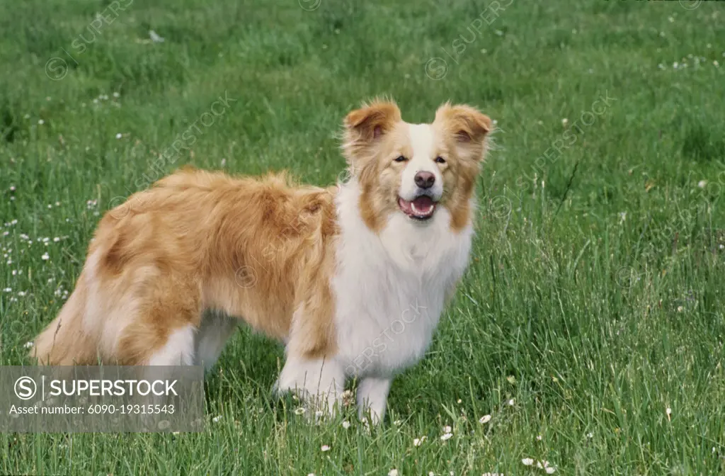 Wildflower fashion collies