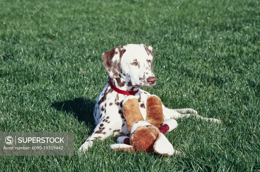 Dalmatian in grass