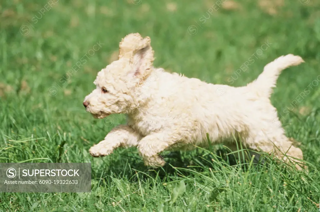 A Labradoodle puppy on grass