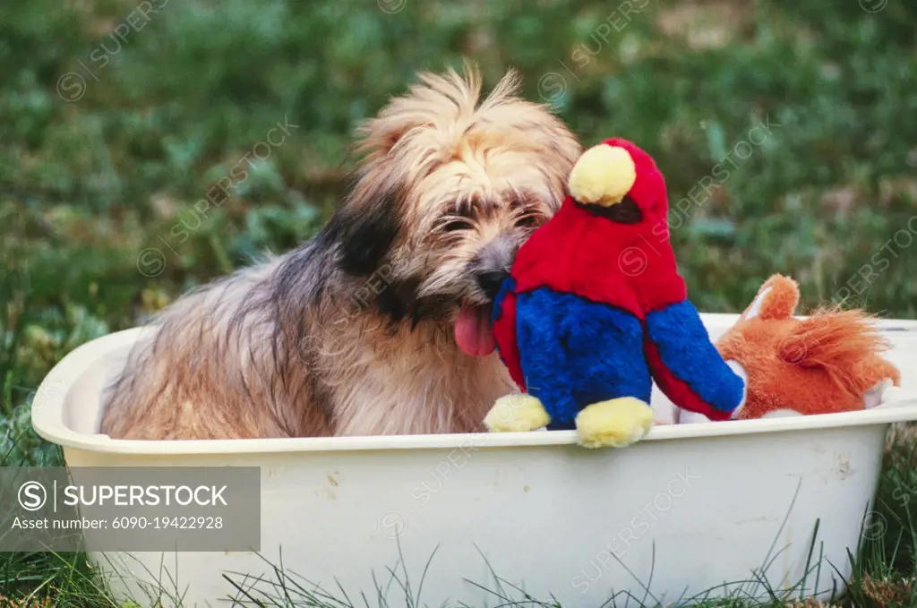 Stuffed lhasa online apso dog