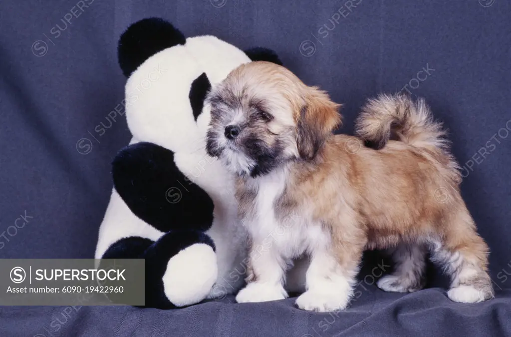 Lhasa apso stuffed discount toy