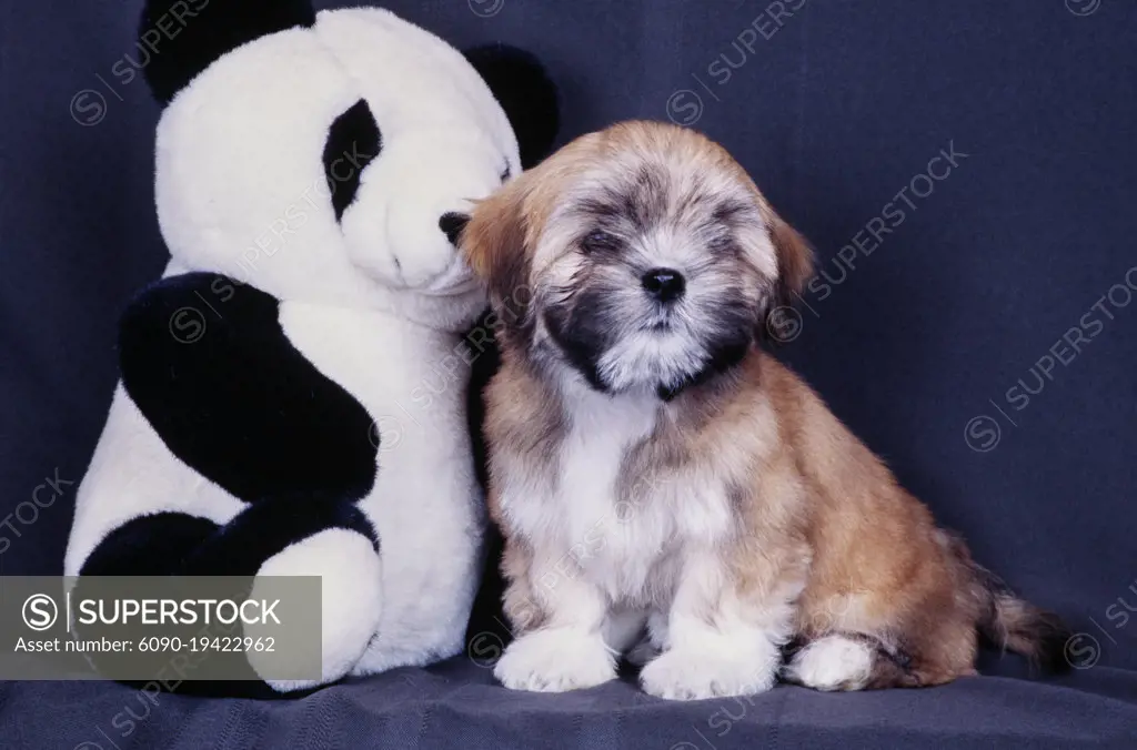 Stuffed lhasa store apso dog