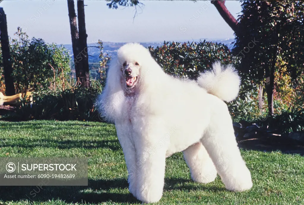 A standard poodle dog in grass