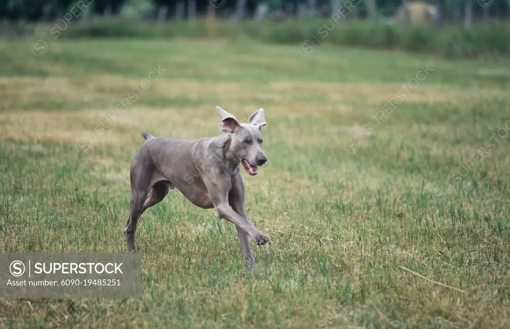 Weimaraner running best sale