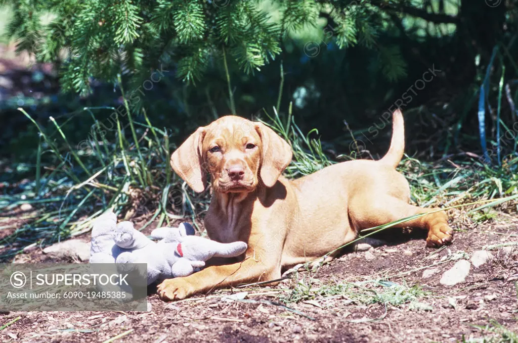 Vizsla stuffed 2025 animal toy