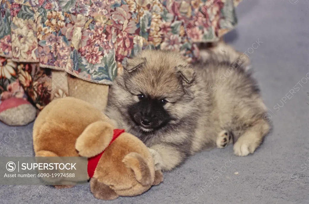 Keeshond plush 2024