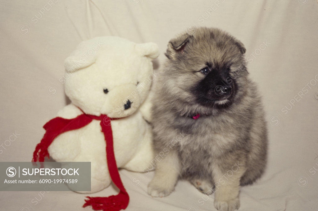 Keeshond plush sale