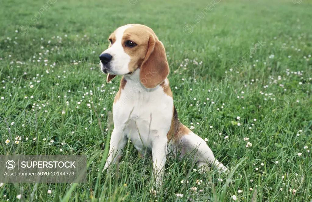 Tall beagle sales