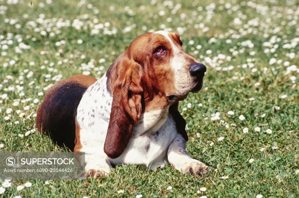 Basset best sale hound day