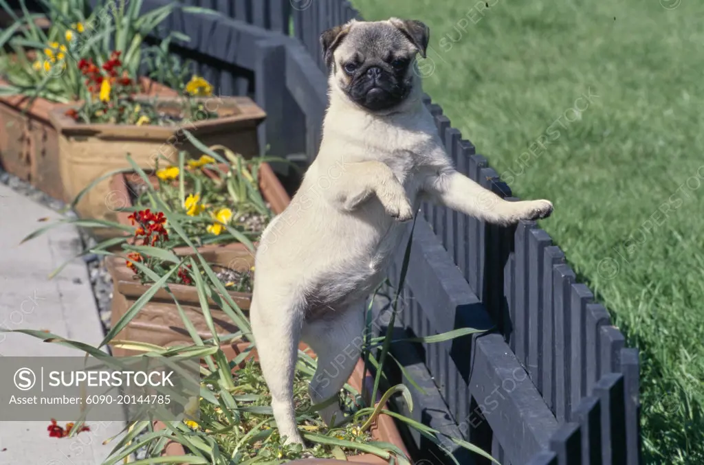 Pug beds clearance